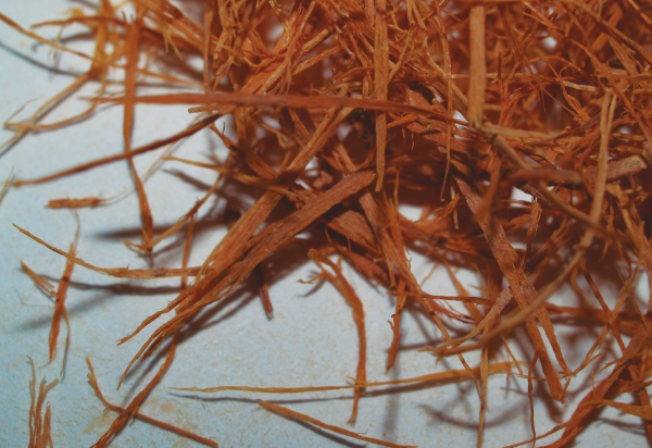 Uncaria Tomentosa Cat's Pro