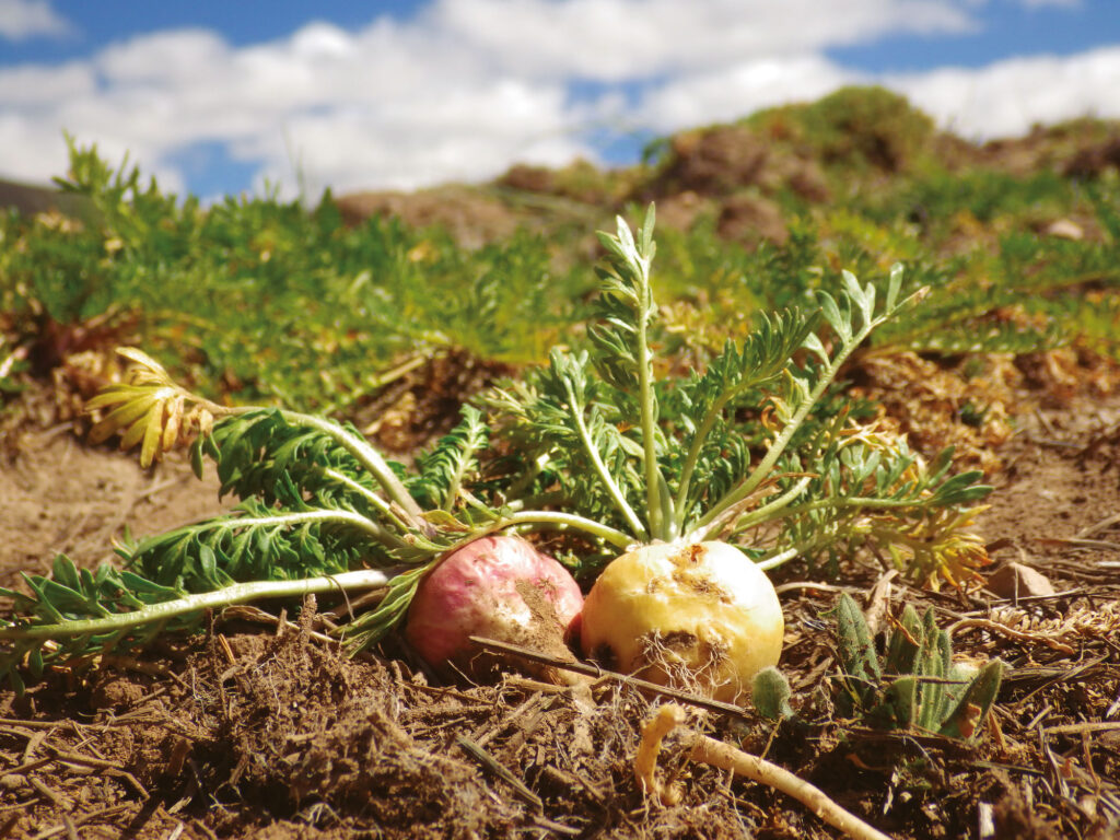 Maca Research
