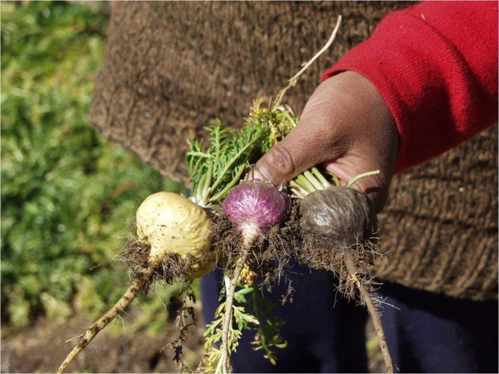 Black, Purple and Yellow Maca Junin Peru