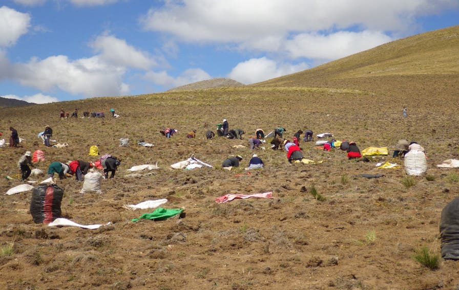 Andean highlands where maca grows