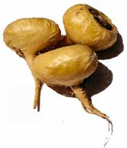 Fresh maca roots from the Peruvian Andes