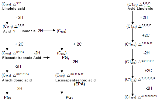 Fatty acids synthesis diagram