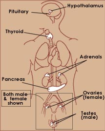 Diagram of the human endocrine system showing major glands