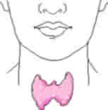 Illustration of hypothyroidism and reduced thyroid hormone production