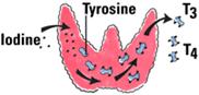 Diagram showing thyroid lobes, isthmus, iodine, tyrosine and thyroid hormones T3 and T4
