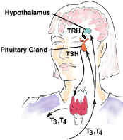 Diagram of hypothalamus, pituitary gland, TRH, TSH and thyroid hormones