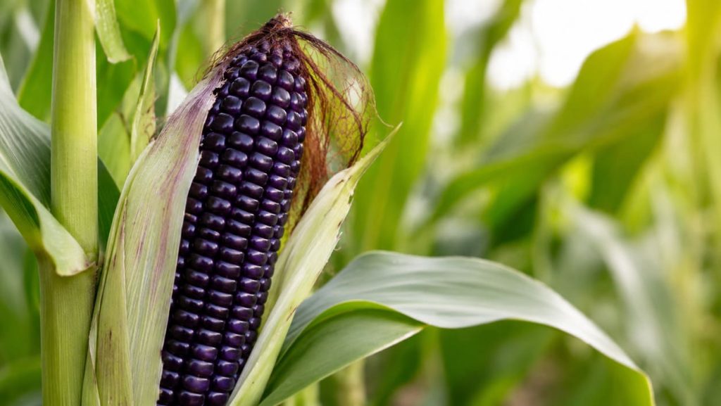 Purple Corn