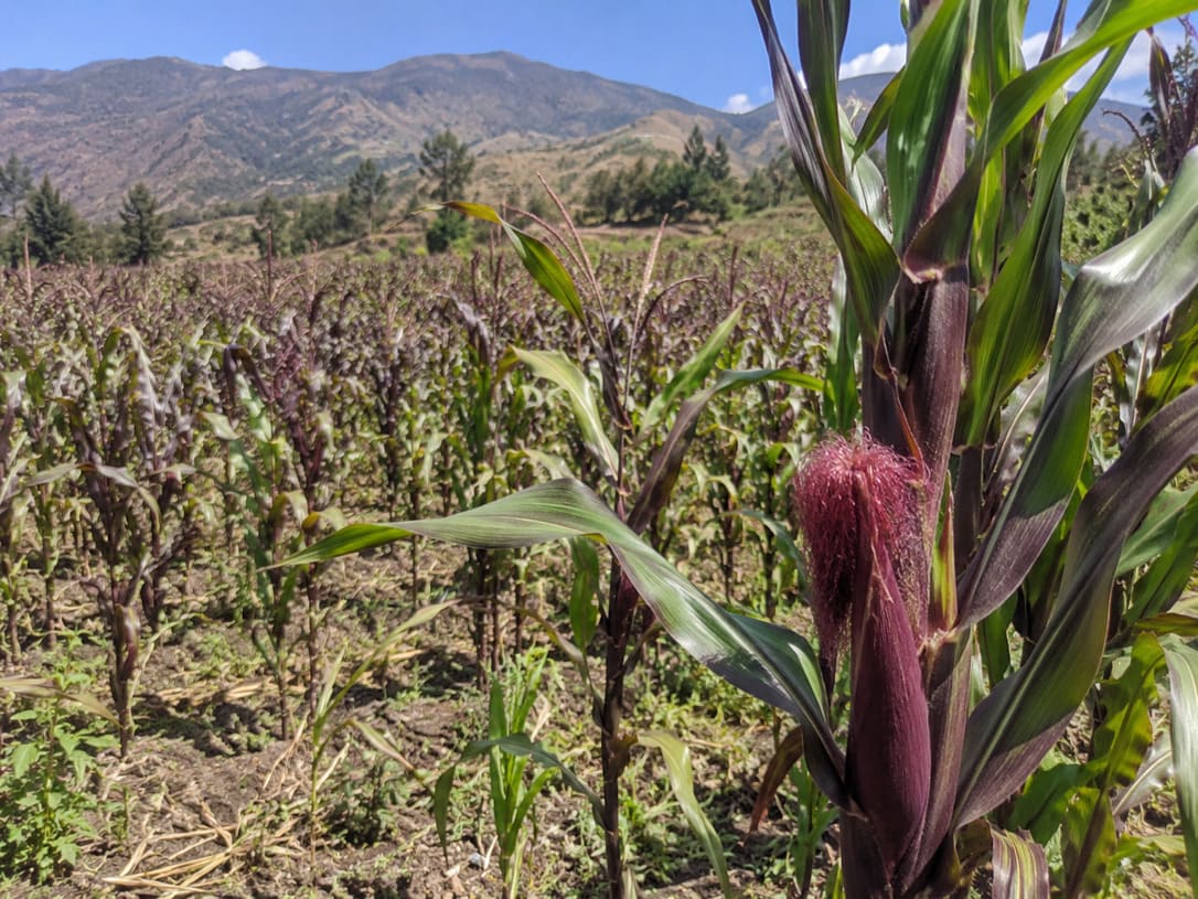 Purple corn field and plant in the Andes