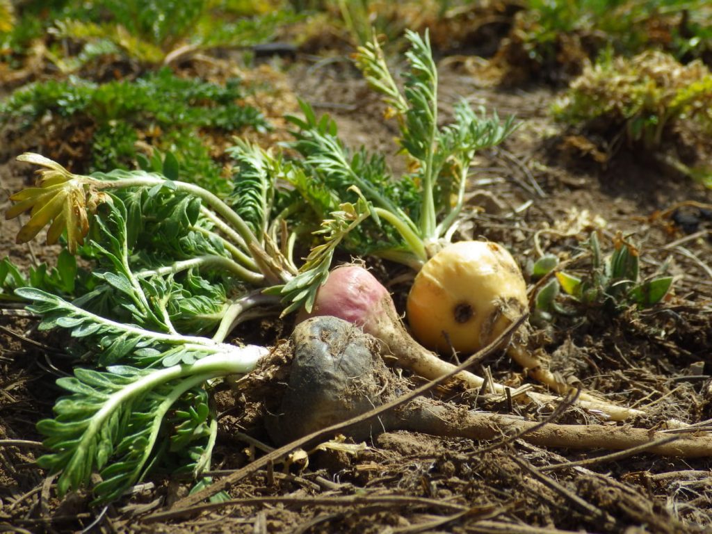 About Maca