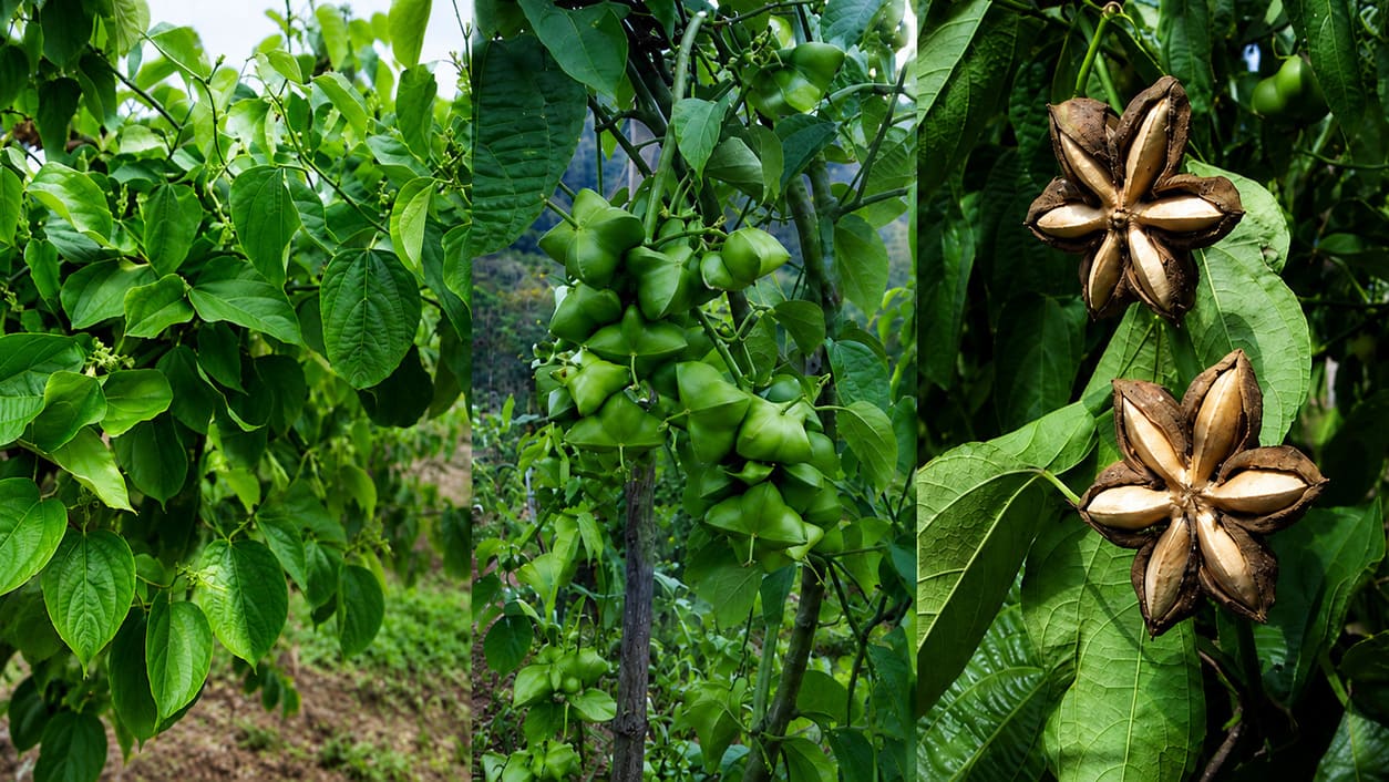 Sacha Inchi plant, pods and seeds