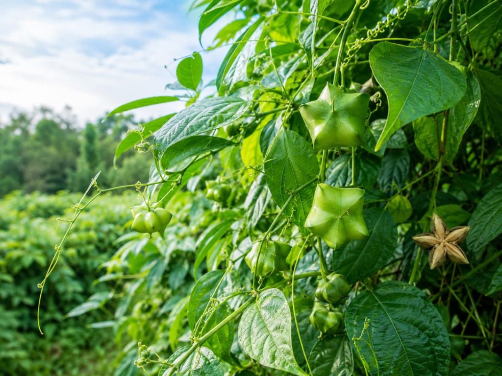 The Sacha Inchi - Article Nature