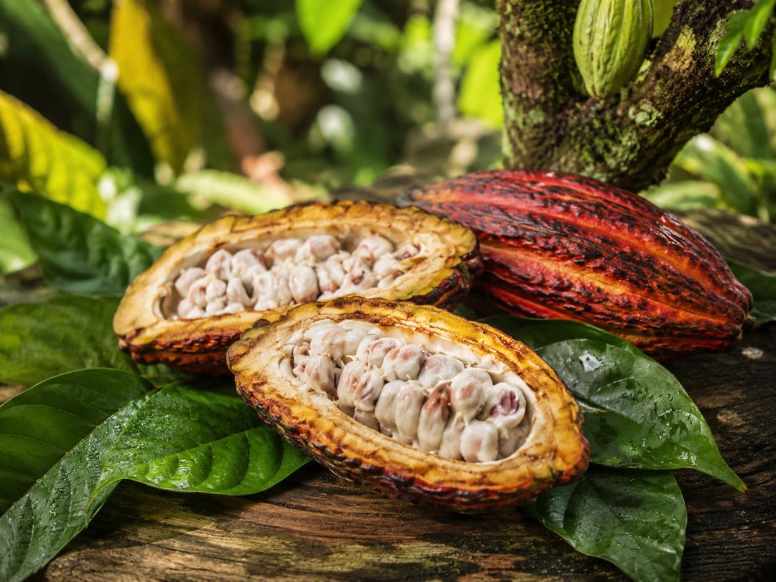 Open cacao pod showing cacao beans