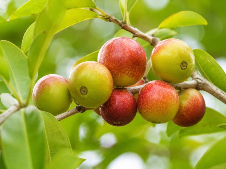 Camu Camu