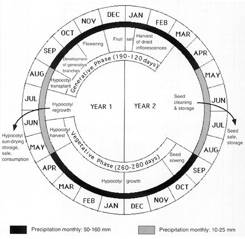 Maca production cycle diagram
