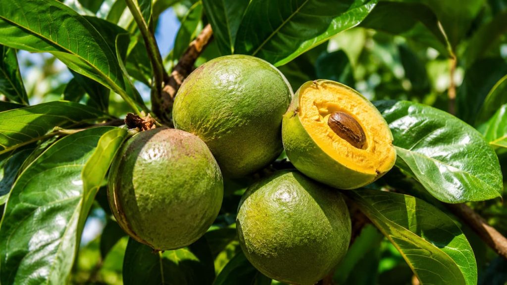 Lucuma