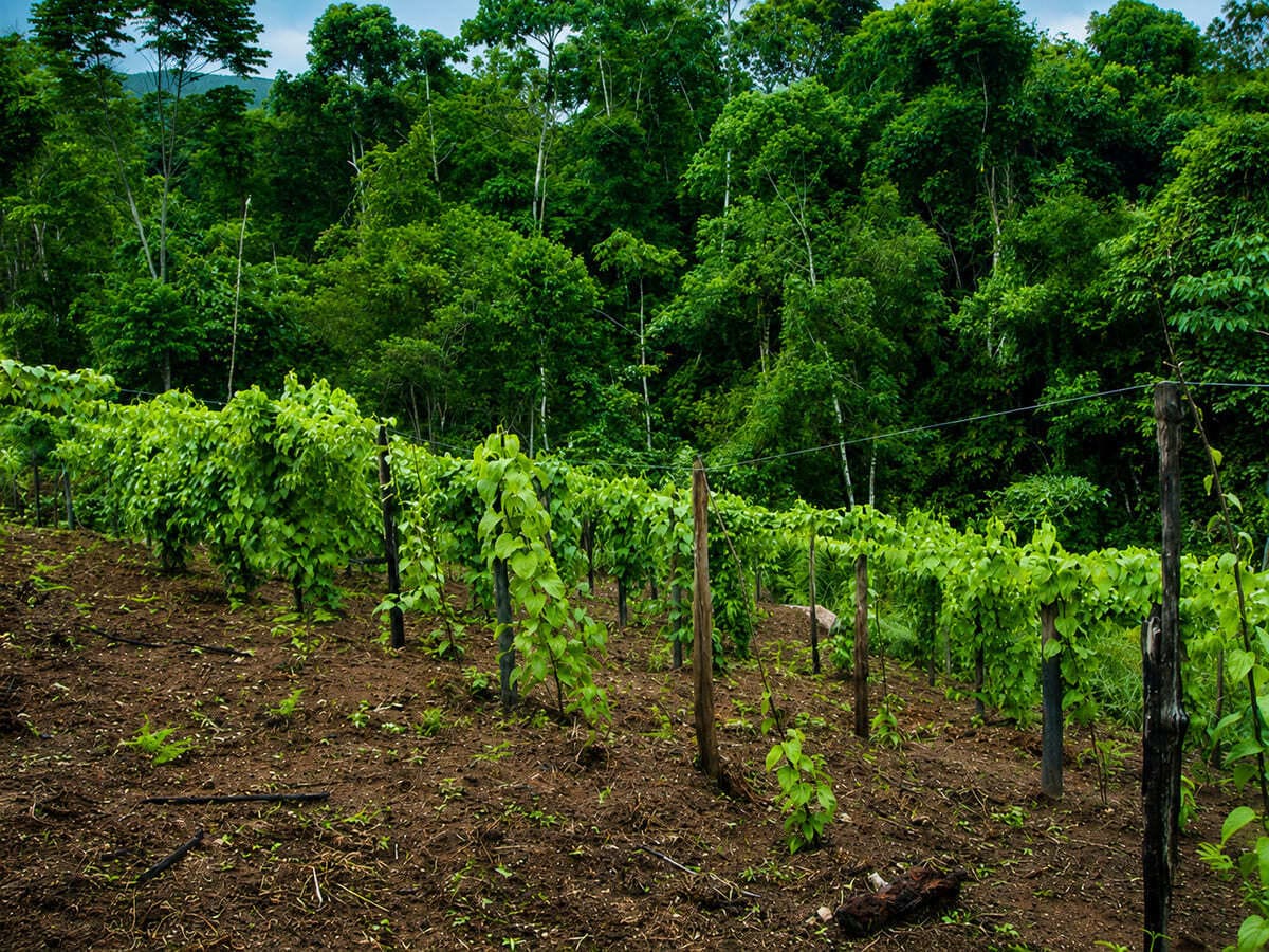 Sacha Inchi cultivation field in Peru