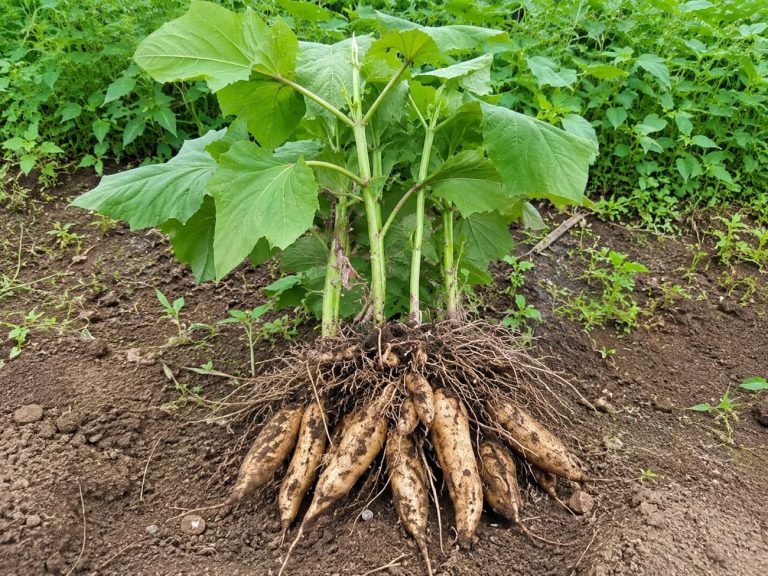 Yacon Plant
