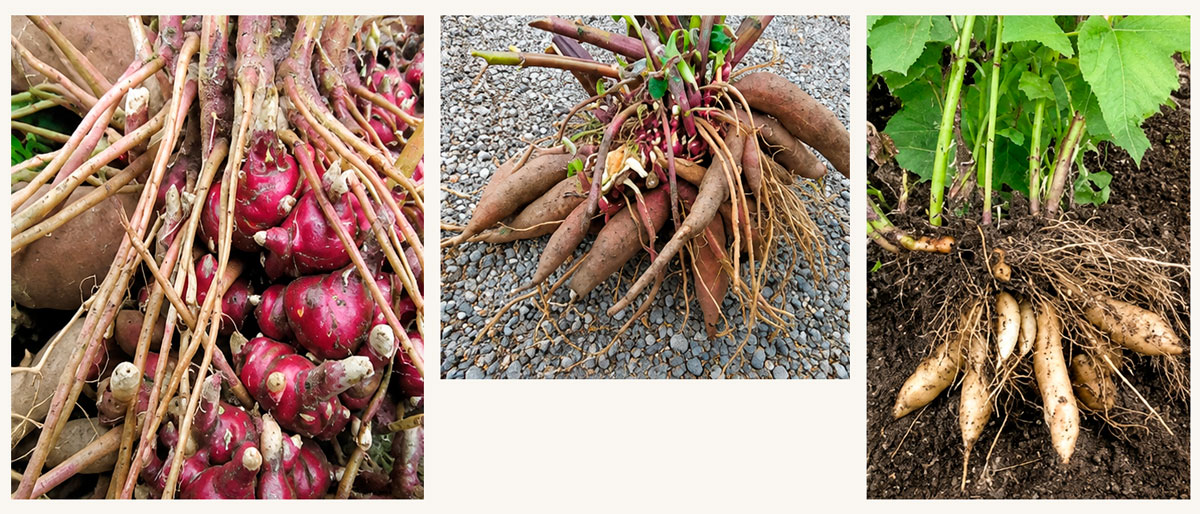 Yacon plant and yacon roots