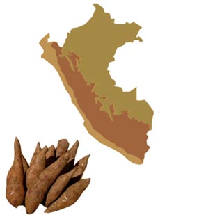 Yacon habitat map and roots