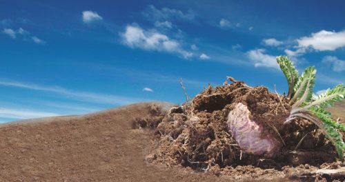 Maca Research Center MacaPro