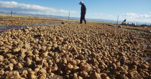 Maca Research Center MacaPro