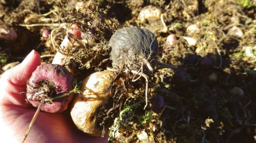 Maca Research Center MacaPro